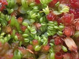 Attēlu rezultāti vaicājumam “Mylia anomala”