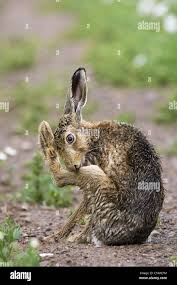 Attēlu rezultāti vaicājumam “Lepus europaeus adult”