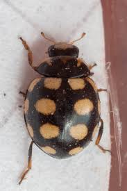 Attēlu rezultāti vaicājumam “Coccinula quatuordecimpustulata”