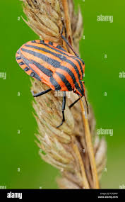 Attēlu rezultāti vaicājumam “Graphosoma lineatum nymph”