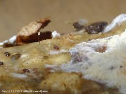 Attēlu rezultāti vaicājumam “Paradiacheopsis rigida spores”