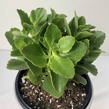 Image result for Kalanchoe blossfeldiana