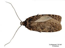 Attēlu rezultāti vaicājumam “Agonopterix heracliana”