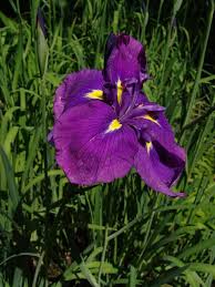Attēlu rezultāti vaicājumam “Iris rosenbachiana flower”