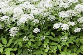 Attēlu rezultāti vaicājumam “Aegopodium podagraria flower”