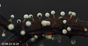 Attēlu rezultāti vaicājumam “Didymium proximum macro”