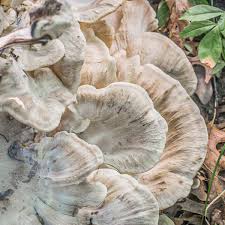 Attēlu rezultāti vaicājumam “Polypores”