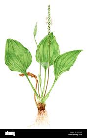 Attēlu rezultāti vaicājumam “Plantago major leaf”