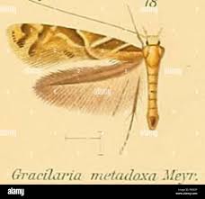 Attēlu rezultāti vaicājumam “Caloptilia hemidactylella”