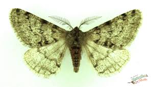 Attēlu rezultāti vaicājumam “Phigalia pilosaria”