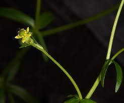 Attēlu rezultāti vaicājumam “Ranunculus elatior leaf”