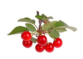 Attēlu rezultāti vaicājumam “Cerasus fruit”