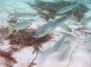 Image result for Pseudomyxus capensis