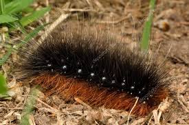 Attēlu rezultāti vaicājumam “Arctia caja larva”