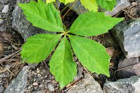 Attēlu rezultāti vaicājumam “Parthenocissus quinquefolia leaf”