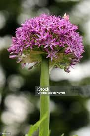 Image result for Zierlauch