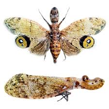 Attēlu rezultāti vaicājumam “Fuligo licentii macro”