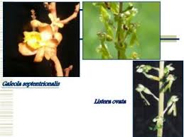 Attēlu rezultāti vaicājumam “Listera ovata fruit”