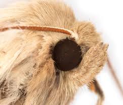 Attēlu rezultāti vaicājumam “Mythimna impura”