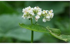 Attēlu rezultāti vaicājumam “Fagopyrum esculentum flower”