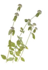 Attēlu rezultāti vaicājumam “Clinopodium vulgare”