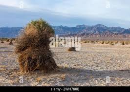 Image result for Dearne Valley Devils