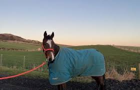 Image result for Fife Riding Club