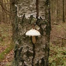 Attēlu rezultāti vaicājumam “Pholiota heteroclita”