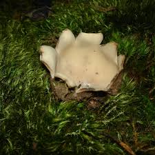 Attēlu rezultāti vaicājumam “Geopora arenicola”