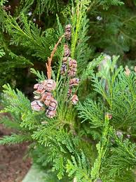 Attēlu rezultāti vaicājumam “Chamaecyparis lawsoniana”