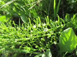 Attēlu rezultāti vaicājumam “Thesium ebracteatum leaf”