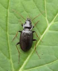 Attēlu rezultāti vaicājumam “Nebria brevicollis”