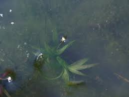 Attēlu rezultāti vaicājumam “Hydrocharitaceae”