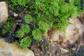 Attēlu rezultāti vaicājumam “Moerckia hibernica”