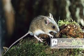 Attēlu rezultāti vaicājumam “Apodemus flavicollis”