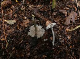 Attēlu rezultāti vaicājumam “Lycogala succineum sessile”