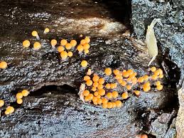 Attēlu rezultāti vaicājumam “Hemitrichia calyculata spores”
