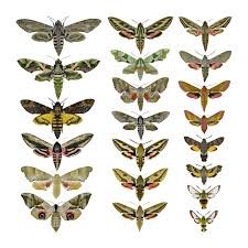 Image result for hawk moth