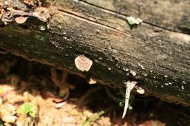 Attēlu rezultāti vaicājumam “Phellinus ferruginosus”
