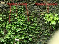 Attēlu rezultāti vaicājumam “Fissidens arnoldii”