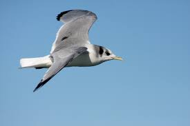 Image result for Rissa tridactyla