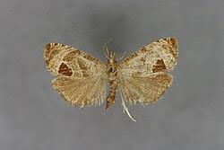 Attēlu rezultāti vaicājumam “Notocelia uddmanniana”