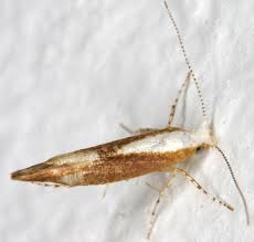 Attēlu rezultāti vaicājumam “Argyresthia albistria”