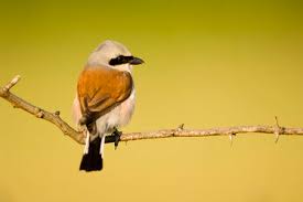 Attēlu rezultāti vaicājumam “Lanius collurio male”