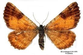 Attēlu rezultāti vaicājumam “Bupalus piniaria male”