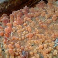 Attēlu rezultāti vaicājumam “Peniophora laurentii”