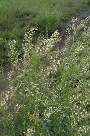 Attēlu rezultāti vaicājumam “Melilotus wolgicus”