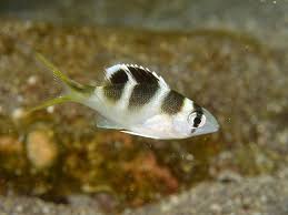 Image result for Monotaxis grandoculis