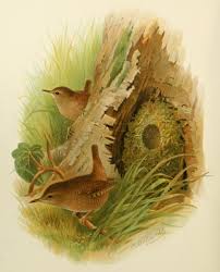 Attēlu rezultāti vaicājumam “Troglodytes troglodytes nest”