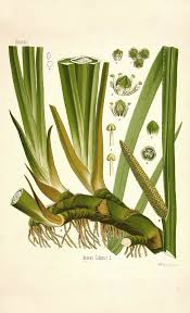 Image result for Acorus calamus